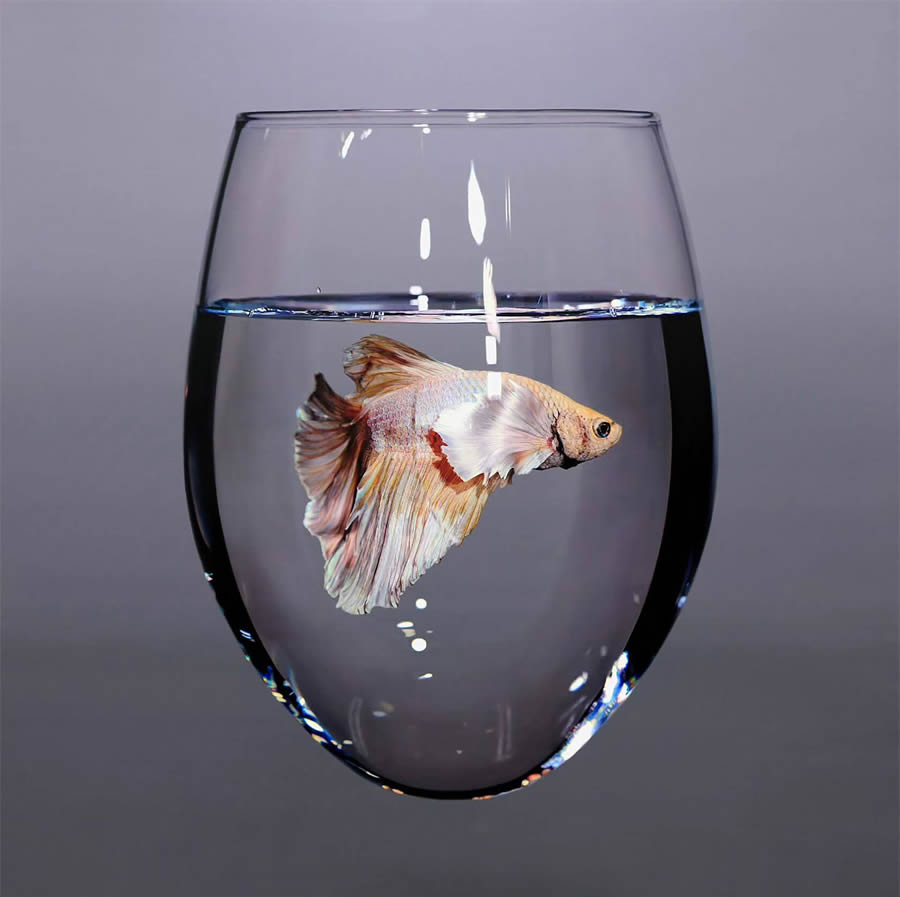 Hyperrealistic Fish in Glass and Water Vessels by Young-sung Kim