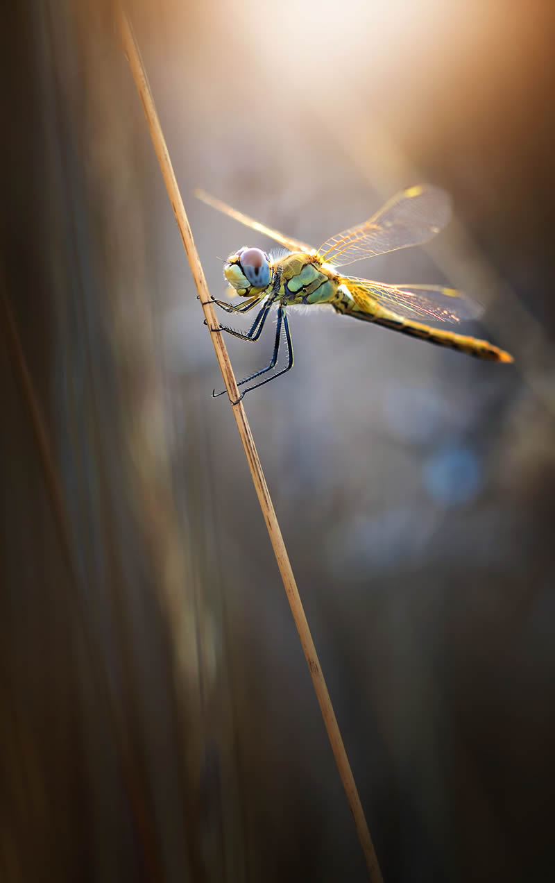 Solitude Macro Photography by Maria Luisa Milla Moreno