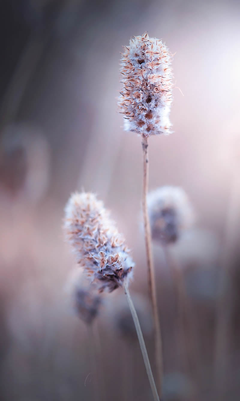 Solitude Macro Photography by Maria Luisa Milla Moreno