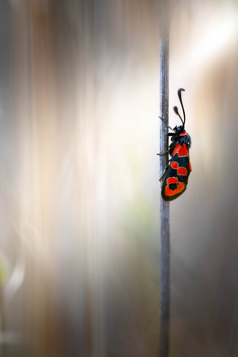 Solitude Macro Photography by Maria Luisa Milla Moreno