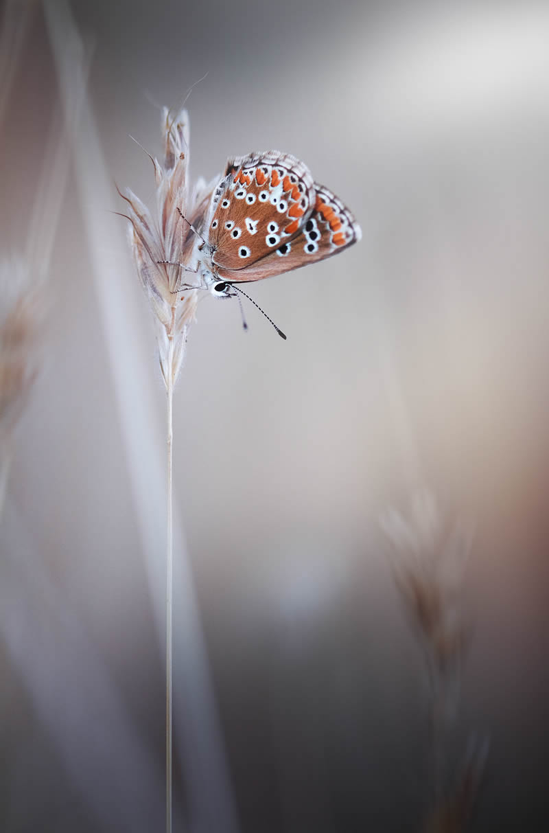 Solitude Macro Photography by Maria Luisa Milla Moreno