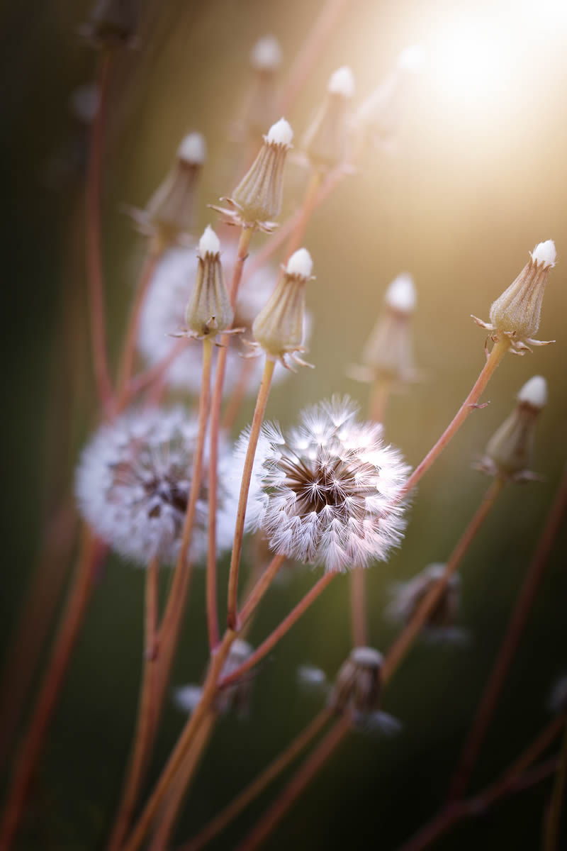 Solitude Macro Photography by Maria Luisa Milla Moreno