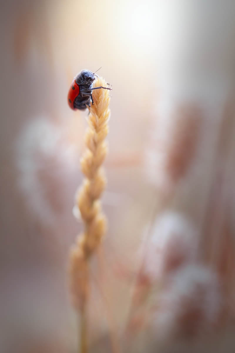 Solitude Macro Photography by Maria Luisa Milla Moreno