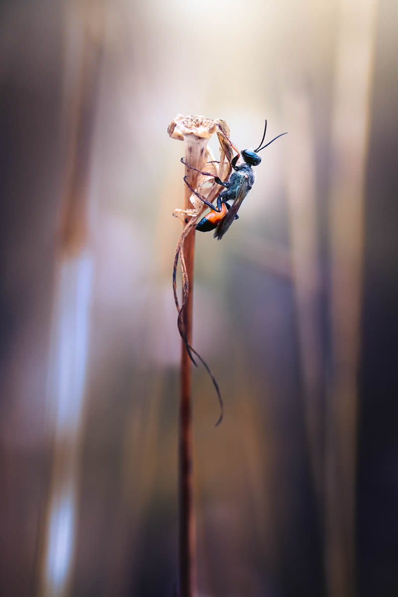 Solitude Macro Photography by Maria Luisa Milla Moreno