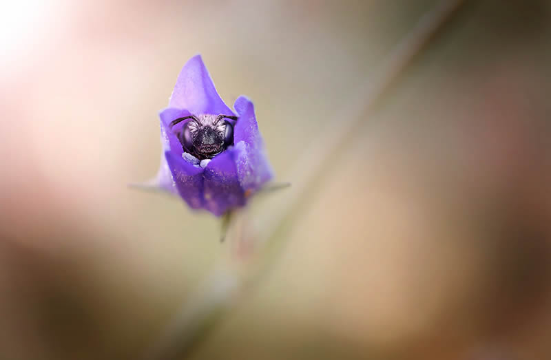 Solitude Macro Photography by Maria Luisa Milla Moreno