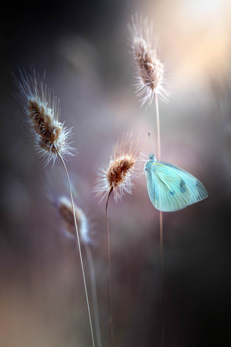 Solitude Macro Photography by Maria Luisa Milla Moreno