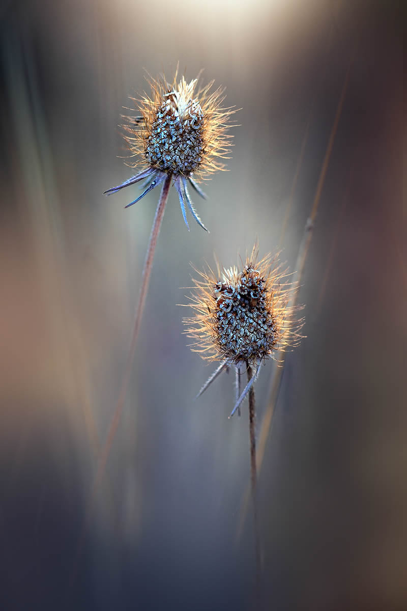 Solitude Macro Photography by Maria Luisa Milla Moreno