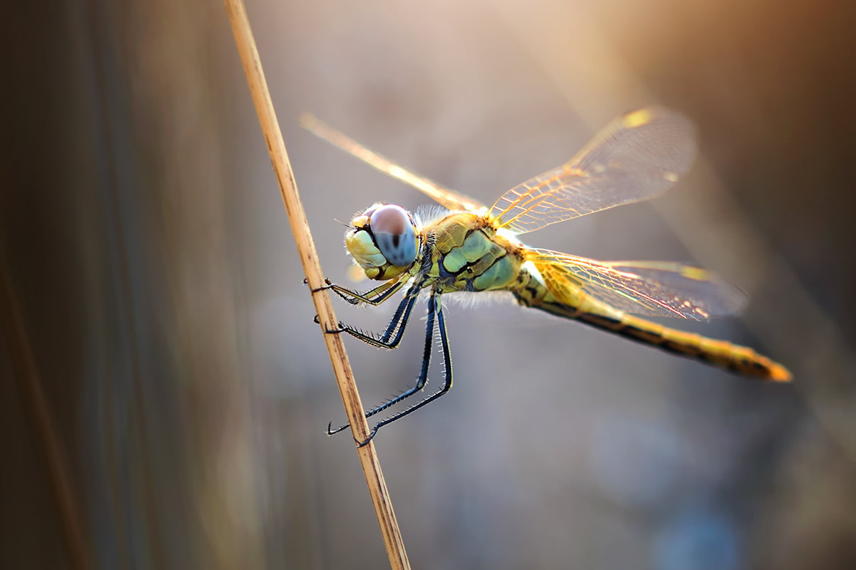 Solitude Macro Photography by Maria Luisa Milla Moreno